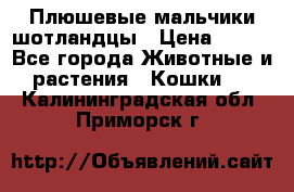 Плюшевые мальчики шотландцы › Цена ­ 500 - Все города Животные и растения » Кошки   . Калининградская обл.,Приморск г.